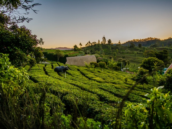 Ooty, Tamil Nadu