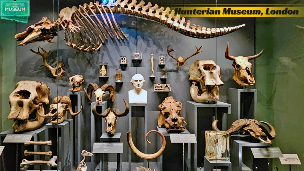 The Hunterian Museum